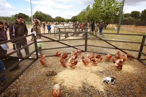 Pavos, gallos y ocas en el Día de la Familia de Las Rozas