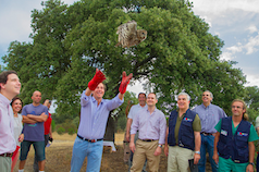 Cuatro nuevas aves rapaces habitan en el Monte de Boadilla