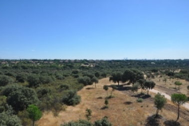 Las vacas podrían llegar al Monte de Boadilla
