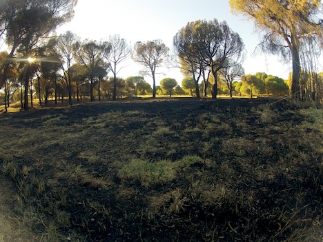 El incendio de la Dehesa de Navalcarbón podría haber sido provocado por la acción humana
