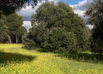 El Monte del Pilar contará con 1.000 árboles nuevos