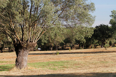 Mejoras en la Vega del Arroyo de la Fresneda
