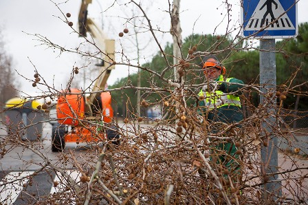 Comienza la poda de árboles en Boadilla