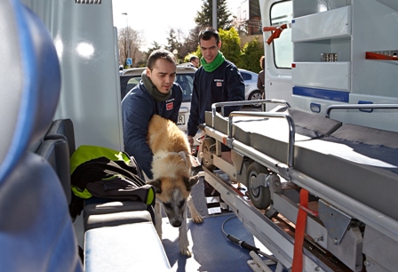 Cada 3 días se recoge un animal abandonado en Madrid