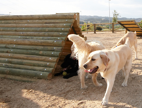 El 2 de junio comienza la Campaña de vacunación antirrábica e identificación  animal