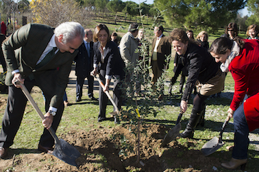 El primer clon de un árbol singular de España está en Pozuelo