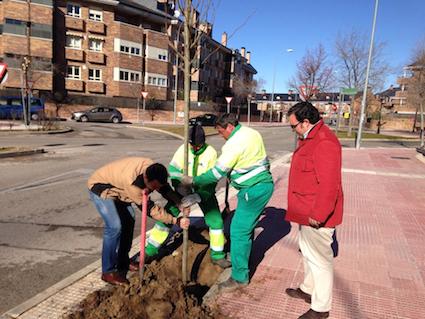 Boadilla repone los árboles de sus calles