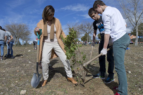El Ayuntamiento de Pozuelo reforesta 50.000 metros de zonas verdes durante la legislatura
