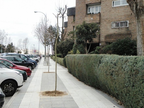 Más de 200 árboles nuevos nacerán en Majadahonda