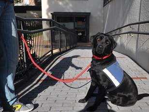 Taller de terapia con animales para personas con Enfermedad Mental