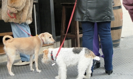 Campaña de vacunación antirrábica e identificación animal en Majadahonda