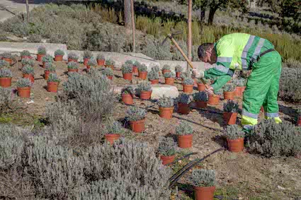 Boadilla contará con más de 450 árboles nuevos