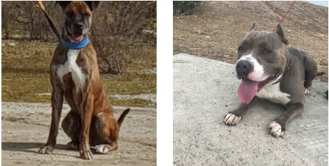 Tigre y Jordan buscan un hogar