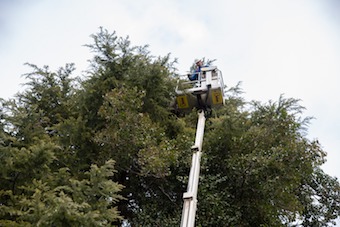 Retirados los nidos de cotorra gris argentina en Boadilla