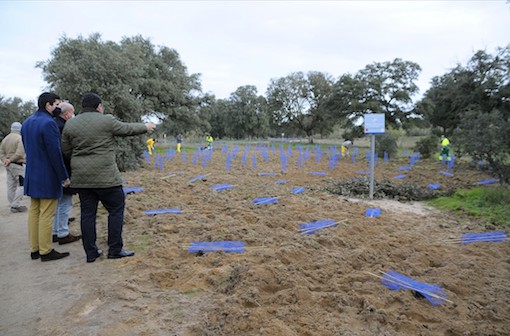 Más de 30.000 árboles nuevos para regenerar los caminos del Monte de Boadilla
