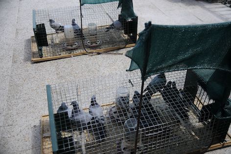 Boadilla controla a las palomas
