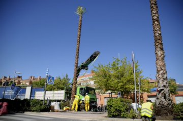 Nueva plantación de palmeras en Boadilla el Monte