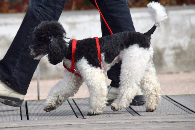 Reducir el tiempo de paseo de los perros y limpiarles las patas antes de entrar en casa