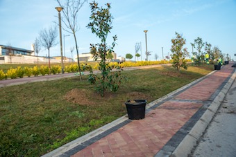 Boadilla contará con 1.000 árboles nuevos en 2024