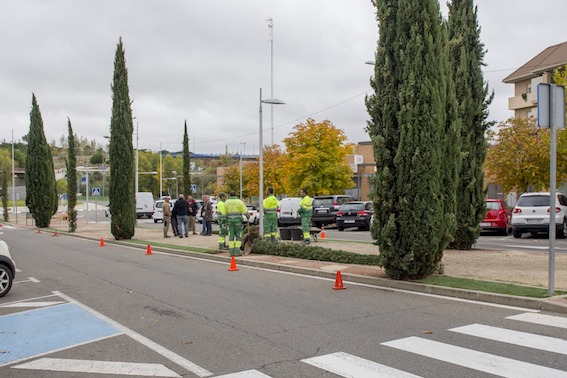 Arranca la campaña de reposición de marras y nuevas plantaciones de arbolado en Boadilla