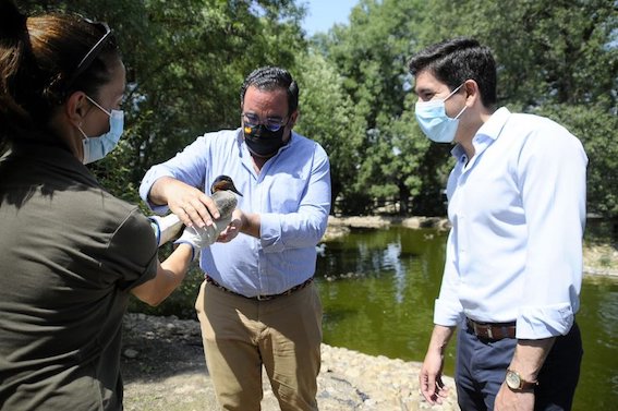 Suelta de patos en la charca del monte de Boadilla