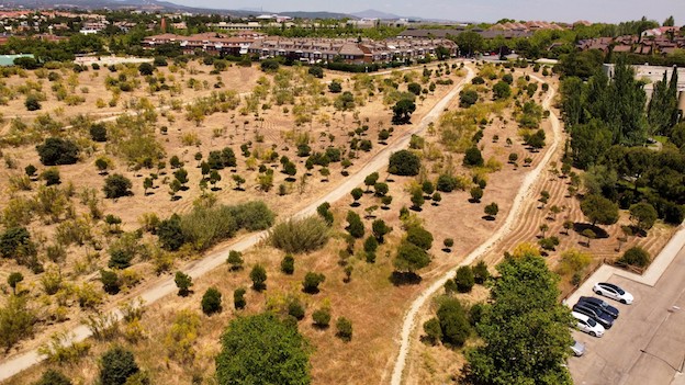 Las Rozas es el municipio con más proyectos de repoblación de España