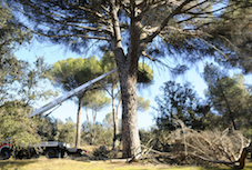 Continúan retirando restos de Filomena en el monte de Boadilla
