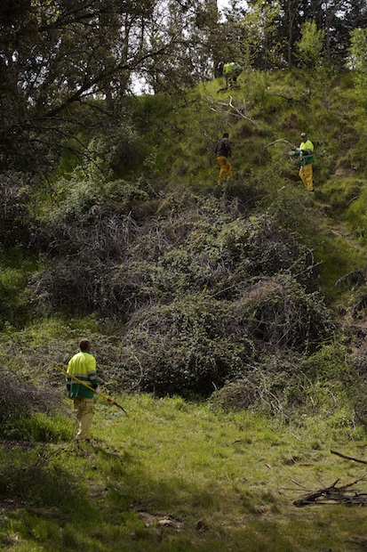 Las Rozas desbroza y limpia ocho de sus barrancos naturales