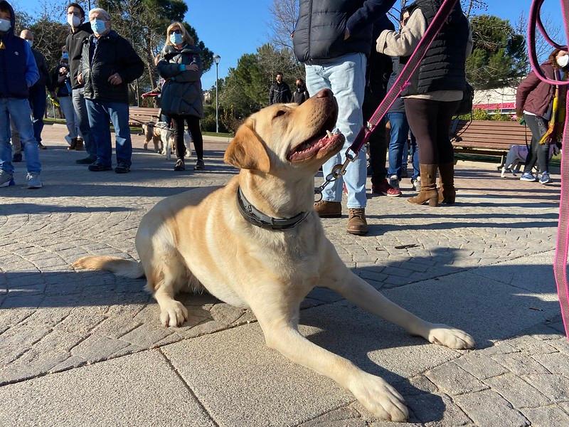 Marcha de San Antón por el Monte del Pilar en Majadahonda