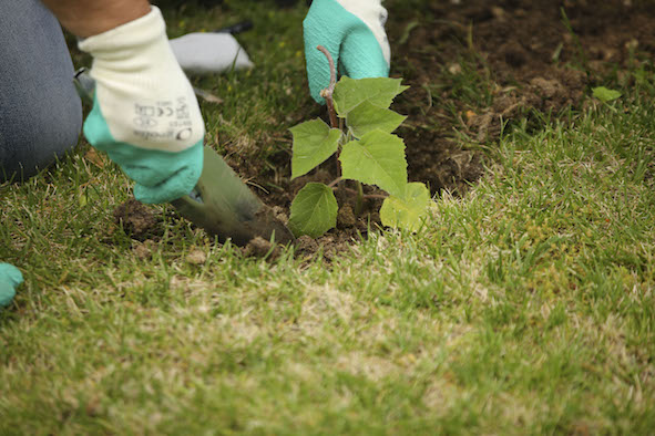 El Ayuntamiento de Las Rozas y la Asociación Reforest Project juntos por la reforestación