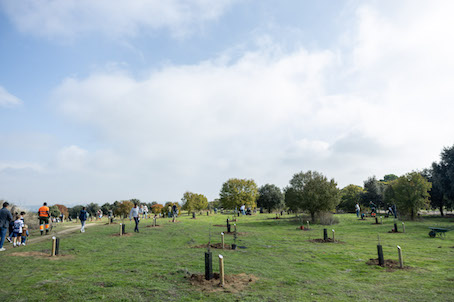 Pozuelo continúa su plan de recuperación de alcorques vacíos con más de un centenar de plantaciones