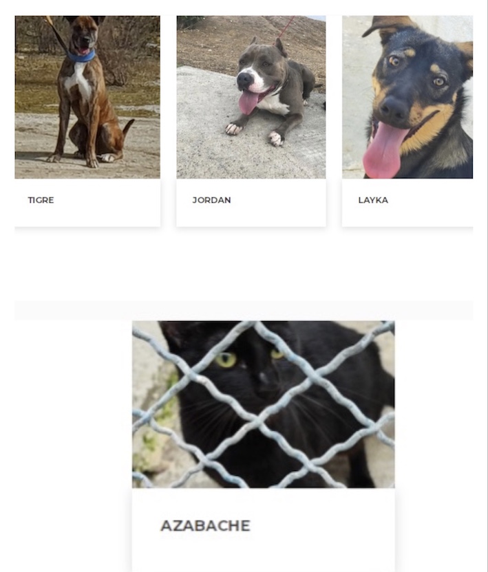 Tigre, Jordan, Layka y Azabache buscan un hogar