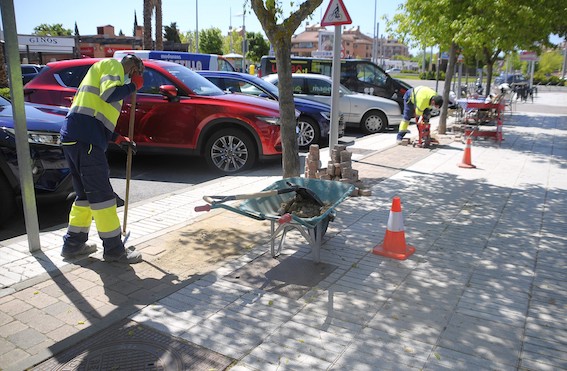 Boadilla elimina la suciedad de los árboles cercanos a los ejes comerciales