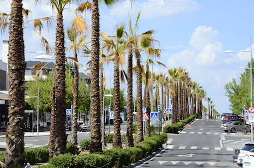 130 palmeras ocupan la avenida Infante Don Luis de Boadilla