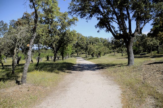 Desbrozadas más de 12 hectáreas del monte de Boadilla para prevenir incendios en verano
