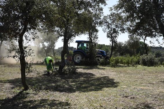Boadilla limpia el monte para prevenir incendios