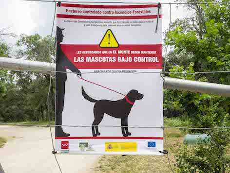 Los perros no pueden ir sueltos por el Monte de Boadilla