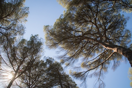 Campaña de poda en el Monte del Pilar