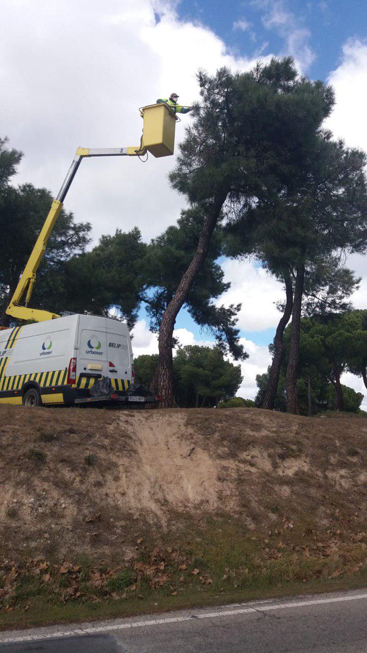 Las Rozas intensifica las medidas contra la procesionaria 